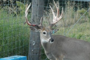 CWD-TX-Deer Hunting