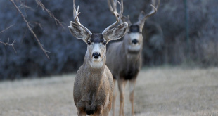 Deer Hunting in Southeast Idaho