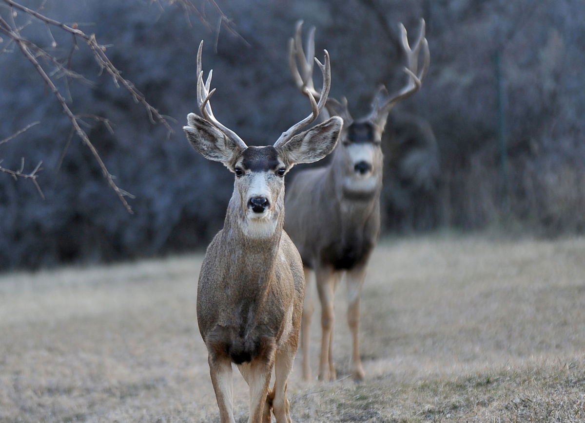 Deer Hunting in Southeast Idaho