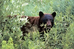 black_bear_hunting