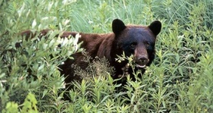 black_bear_hunting