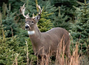 Georgia Firearm Deer Hunting Season