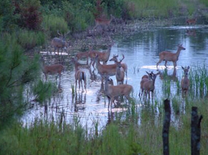 Flood Affecting Area In South Carolina Affects Hunting Season