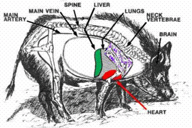 hog anatomy