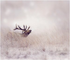 Elk-Hunting