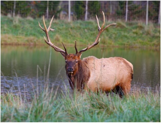 Moose-Hunting