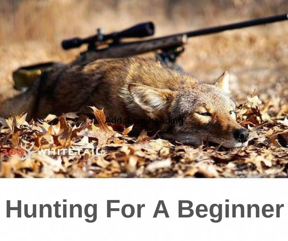 Hunting for a Beginner