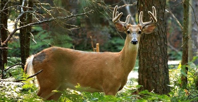 3 Best Michigan Counties For Hunting Deer - Hunting Land In Michigan