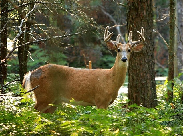 Michigan Hunting Deer